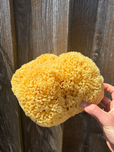 Mineral Sea Sponge